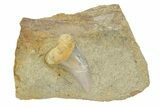 Hooked White Shark Tooth Fossil on Sandstone - Bakersfield, CA #238320-1